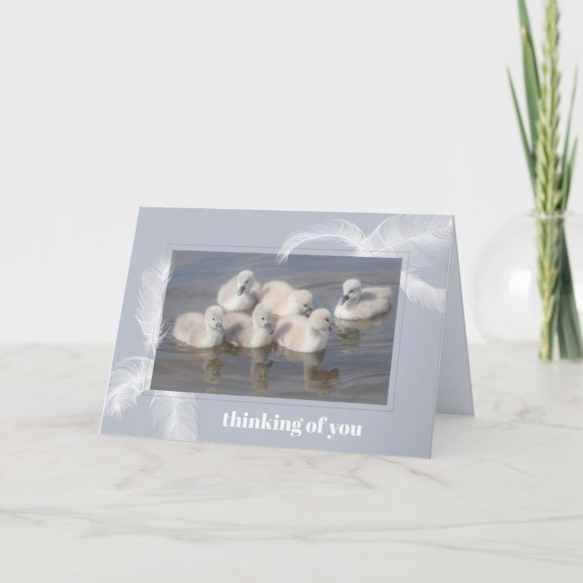 Baby Swans & Feathers Blank Folded Greeting Card (Front)