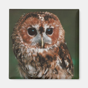 Baby Tawny Owl Magnet