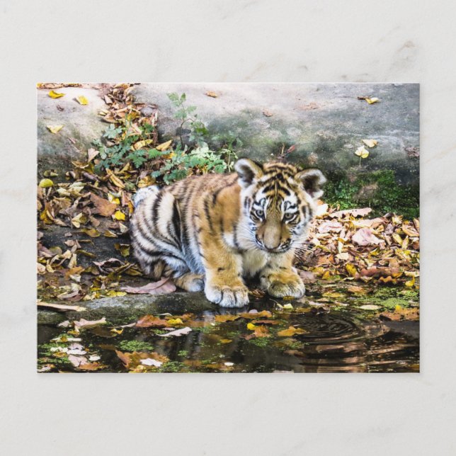 Baby Tiger  Cub Postcard (Front)
