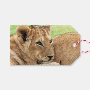 Baby Tiger custom gift tags