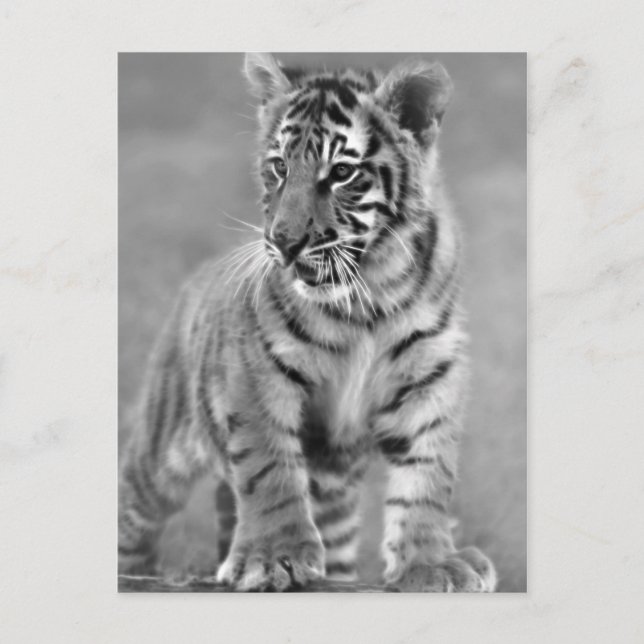 Baby Tiger in Black and white Postcard (Front)