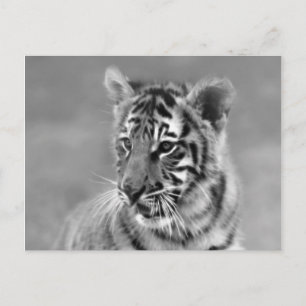 Baby Tiger in Black and white Postcard