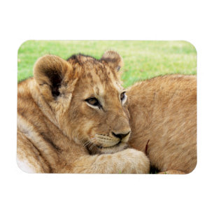 Baby Tiger magnet
