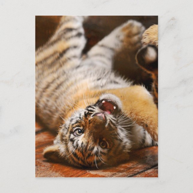 Baby Tiger Rolling on his Back Postcard (Front)