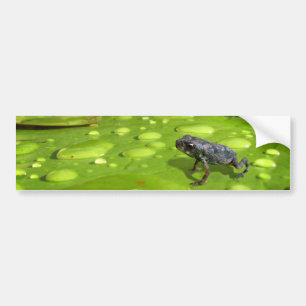 Baby Toad in Pond Bumper Sticker