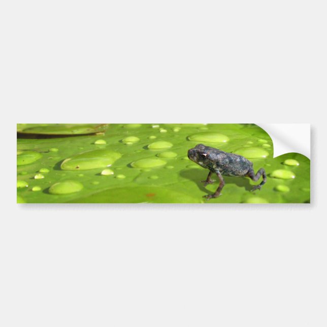Baby Toad in Pond Bumper Sticker (Front)
