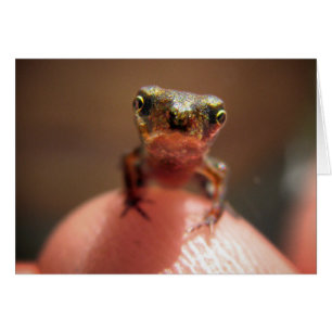Baby Toad / Tadpole