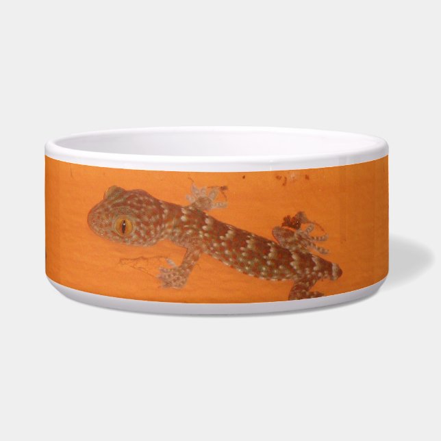 Baby Tokay Gecko (Front)