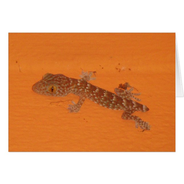 Baby Tokay Gecko (Front Horizontal)