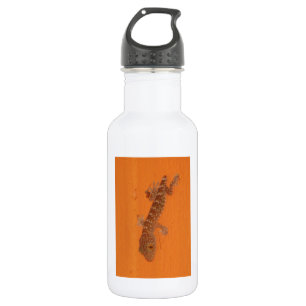 Baby Tokay Gecko 532 Ml Water Bottle