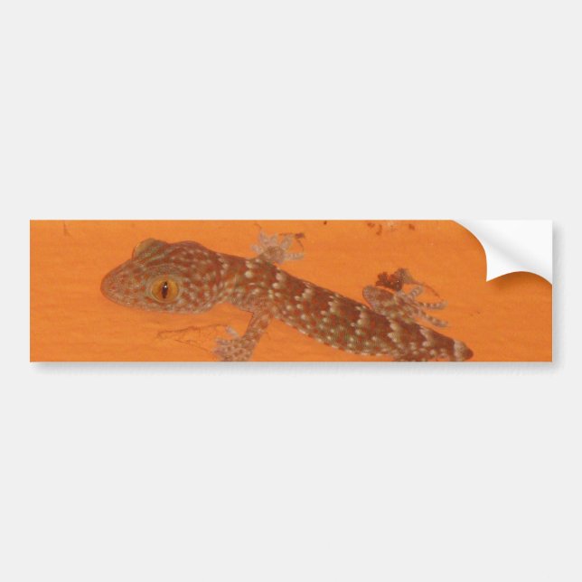 Baby Tokay Gecko Bumper Sticker (Front)