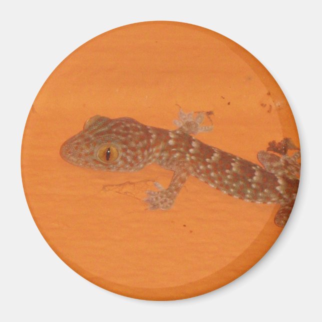 Baby Tokay Gecko Magnet (Front)