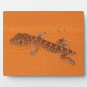 Baby Tokay Gecko Plaque