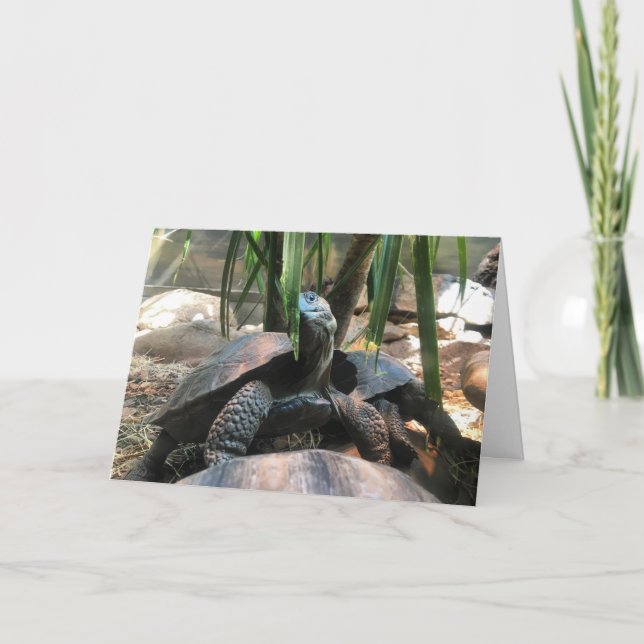 baby tortoise greeting card #2 (message inside) (Front)