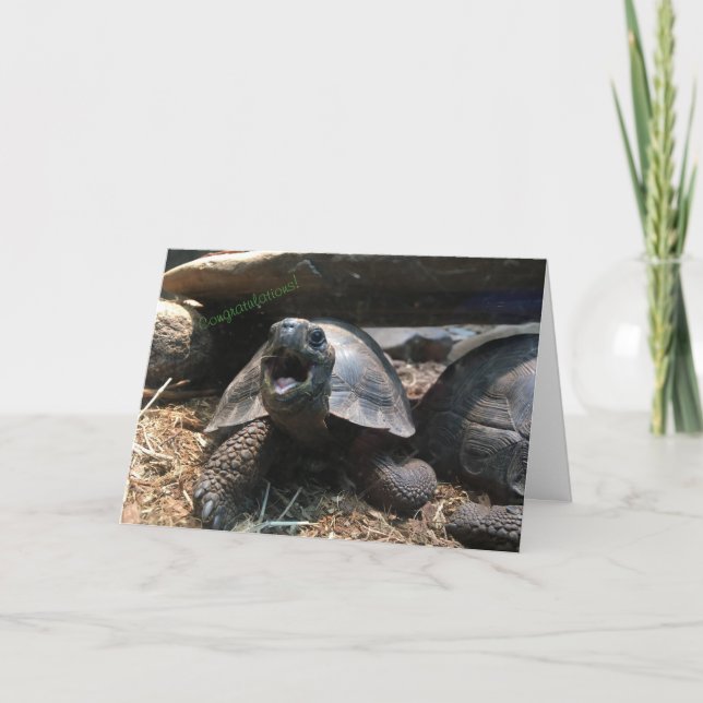 baby tortoise greeting card (congratulations) (Front)