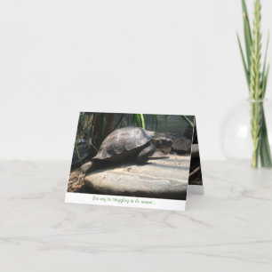 baby tortoise notecard (encouragement)