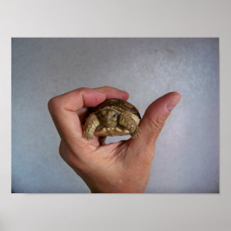 Baby Tortoise Poster
