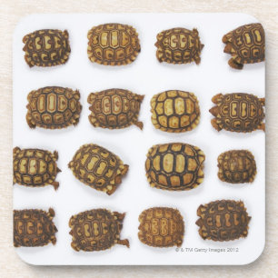 Baby tortoises arranged in rows coaster