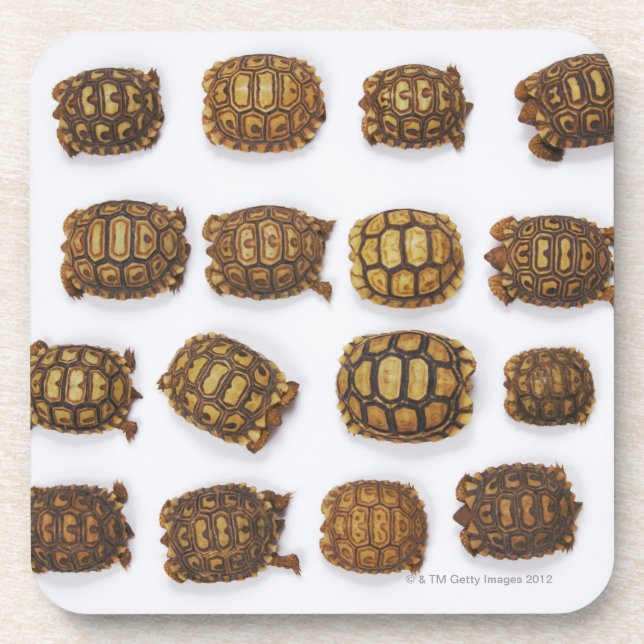 Baby tortoises arranged in rows coaster (Front)