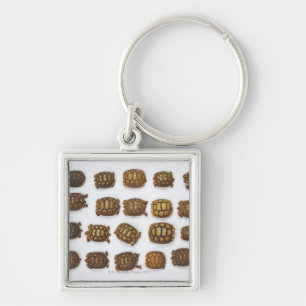 Baby tortoises arranged in rows key ring