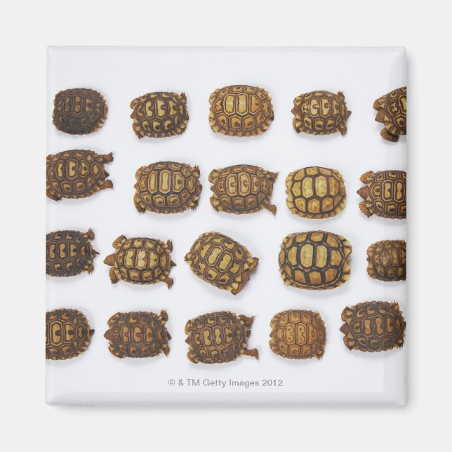 Baby tortoises arranged in rows magnet (Front)