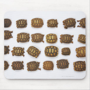 Baby tortoises arranged in rows mouse pad