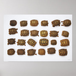 Baby tortoises arranged in rows poster