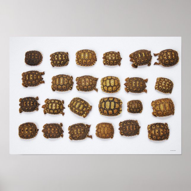 Baby tortoises arranged in rows poster (Front)