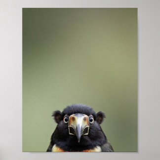 Baby Toucan Portrait – Cute Nursery Animal Wall Ar Poster