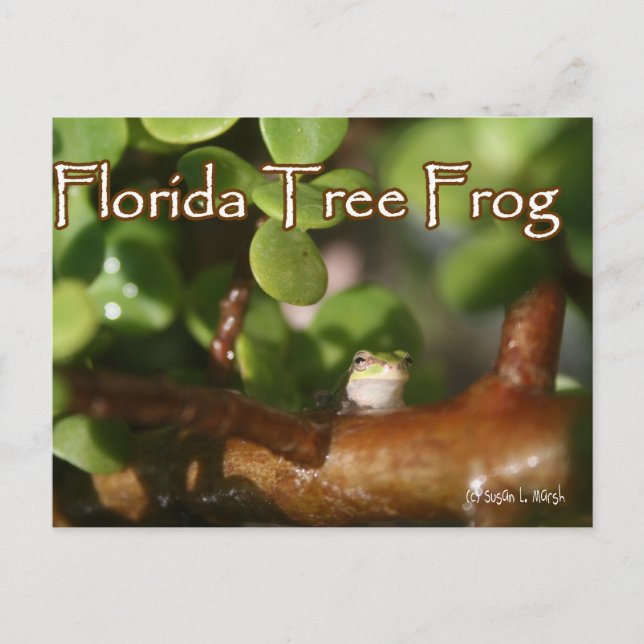 Baby Tree Frog in Bonsai plant with text Postcard (Front)