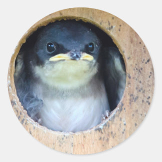 Baby Tree Swallow Classic Round Sticker