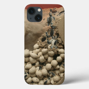 Baby Turtle Eggs Hatching iPhone 13 Case