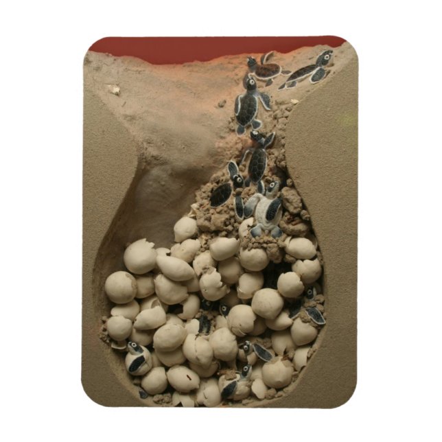 Baby Turtle Eggs Hatching Magnet (Vertical)