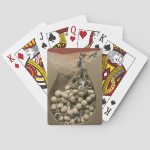 Baby Turtle Eggs Hatching Playing Cards