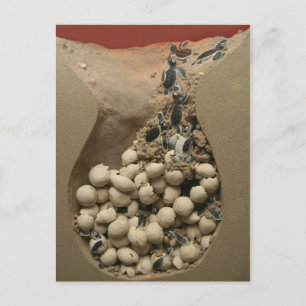 Baby Turtle Eggs Hatching Postcard