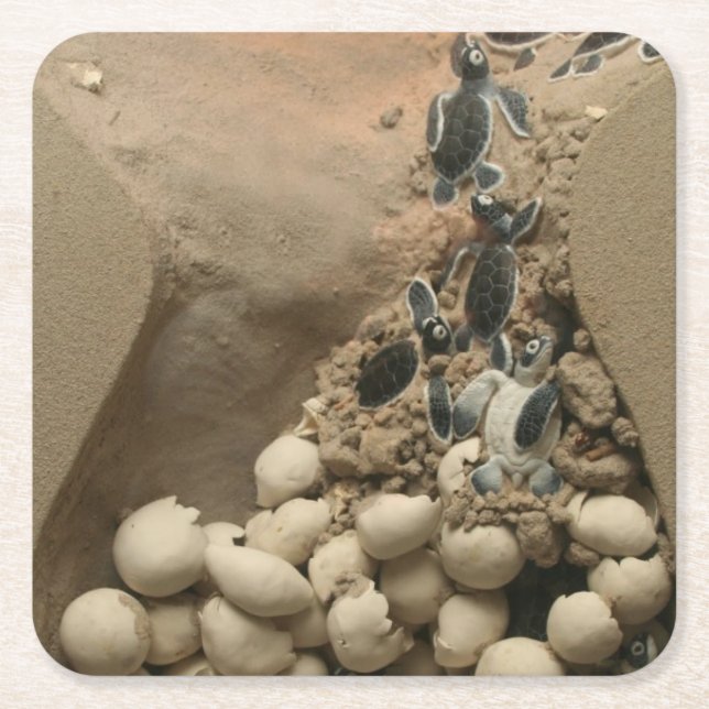 Baby Turtle Eggs Hatching Square Paper Coaster (Front)