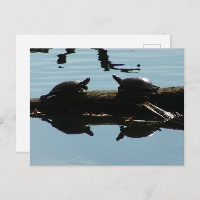 Baby Turtle Friends Postcard (Front/Back)