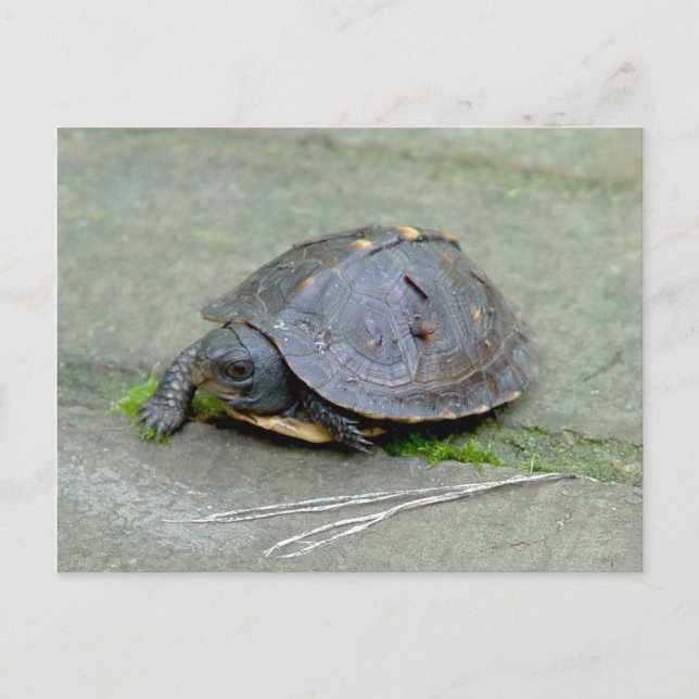Baby Turtle Postcard (Front)