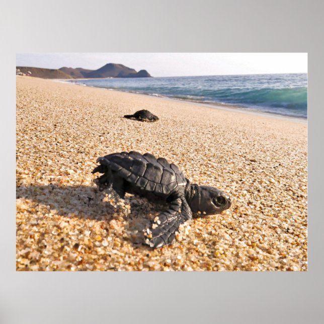 Baby Turtle Poster (Front)