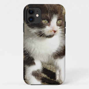 Baby Tuxedo Kitten - Cat iPhone 5 Case