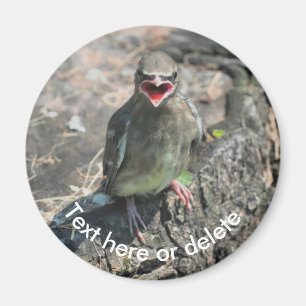 Baby Waxwing Bird Nature Personalised Magnet