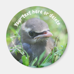 Baby Waxwing Bird Nature Personalized Magnet