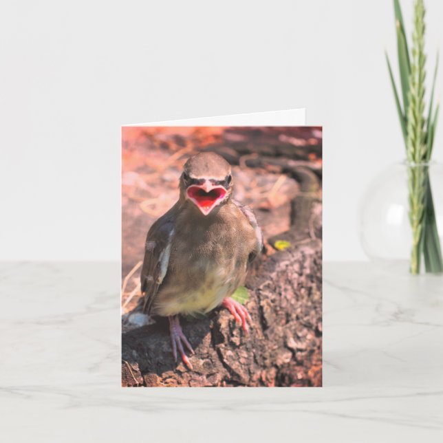 Baby Waxwing Bird Nature Wildlife Note Card (Front)
