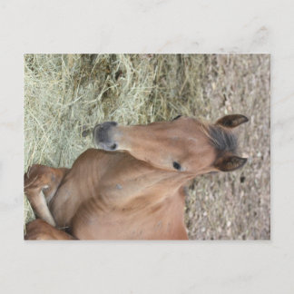 Baby Welsh Pony Postcard