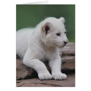 Baby white lion cub 2