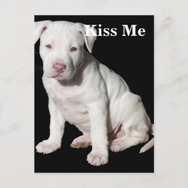 Baby White Pitbull Puppy Postcard (Front)