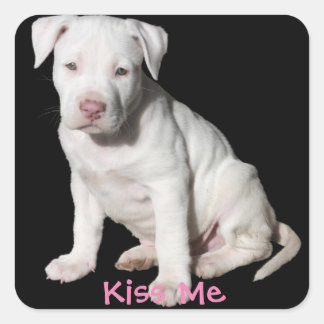 Baby White Pitbull Puppy Square Sticker