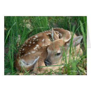Baby White Tail