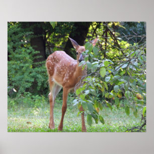 Baby White Tailed Deer Fawn Poster