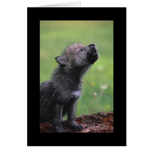 Baby Wolf Howls (Front)